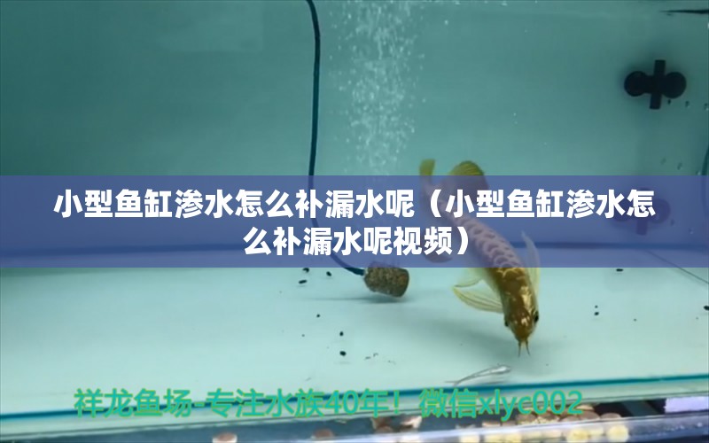 小型魚缸滲水怎么補漏水呢（小型魚缸滲水怎么補漏水呢視頻） 祥龍水族醫(yī)院