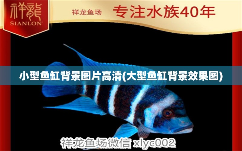 小型魚缸背景圖片高清(大型魚缸背景效果圖) 金龍魚糧