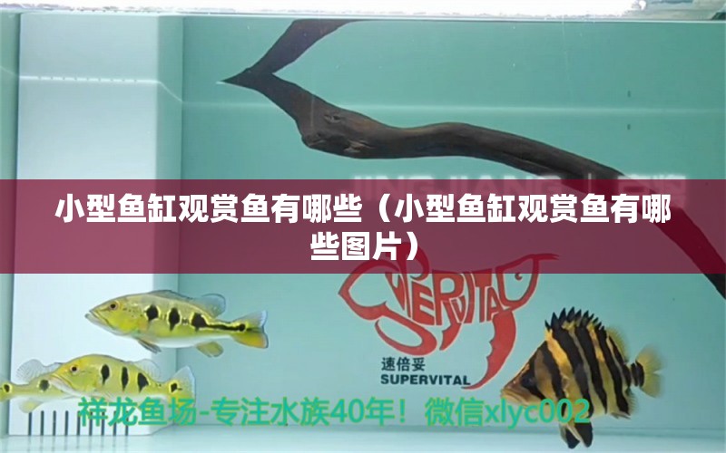 小型魚缸觀賞魚有哪些（小型魚缸觀賞魚有哪些圖片） 印尼四紋虎