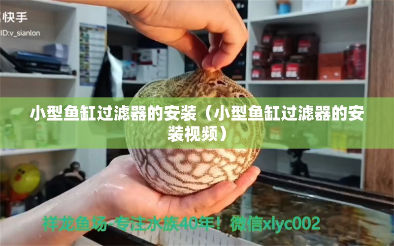 小型魚缸過濾器的安裝（小型魚缸過濾器的安裝視頻） 白子銀版魚