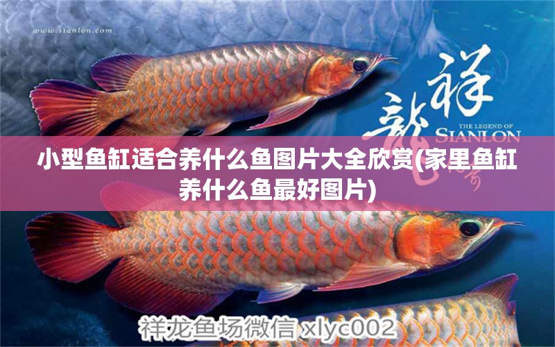 小型魚(yú)缸適合養(yǎng)什么魚(yú)圖片大全欣賞(家里魚(yú)缸養(yǎng)什么魚(yú)最好圖片) 月光鴨嘴魚(yú)