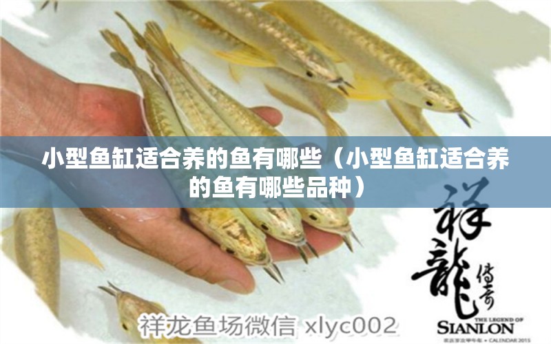 小型魚(yú)缸適合養(yǎng)的魚(yú)有哪些（小型魚(yú)缸適合養(yǎng)的魚(yú)有哪些品種）