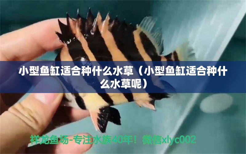 小型魚缸適合種什么水草（小型魚缸適合種什么水草呢）