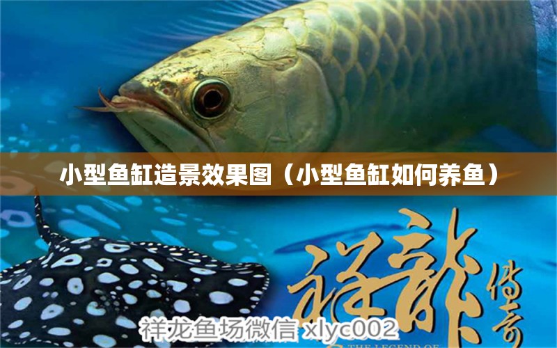 小型魚缸造景效果圖（小型魚缸如何養(yǎng)魚）