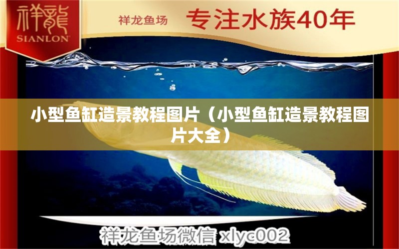 小型魚(yú)缸造景教程圖片（小型魚(yú)缸造景教程圖片大全）