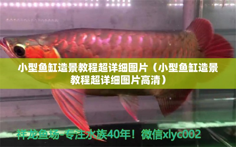 小型魚缸造景教程超詳細(xì)圖片（小型魚缸造景教程超詳細(xì)圖片高清） 祥禾Super Red紅龍魚