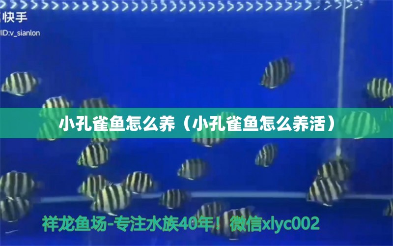 小孔雀魚怎么養(yǎng)（小孔雀魚怎么養(yǎng)活） 一眉道人魚