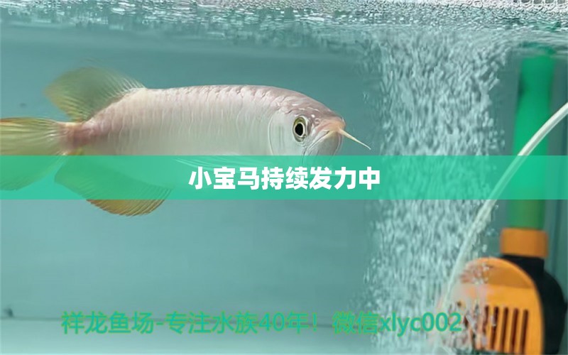 小寶馬持續(xù)發(fā)力中 觀賞魚論壇 第2張