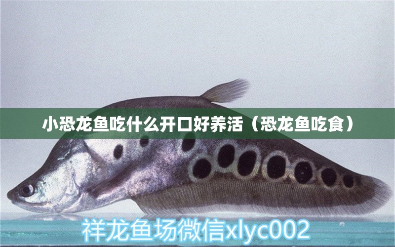 小恐龍魚吃什么開口好養(yǎng)活（恐龍魚吃食） 廣州觀賞魚批發(fā)市場