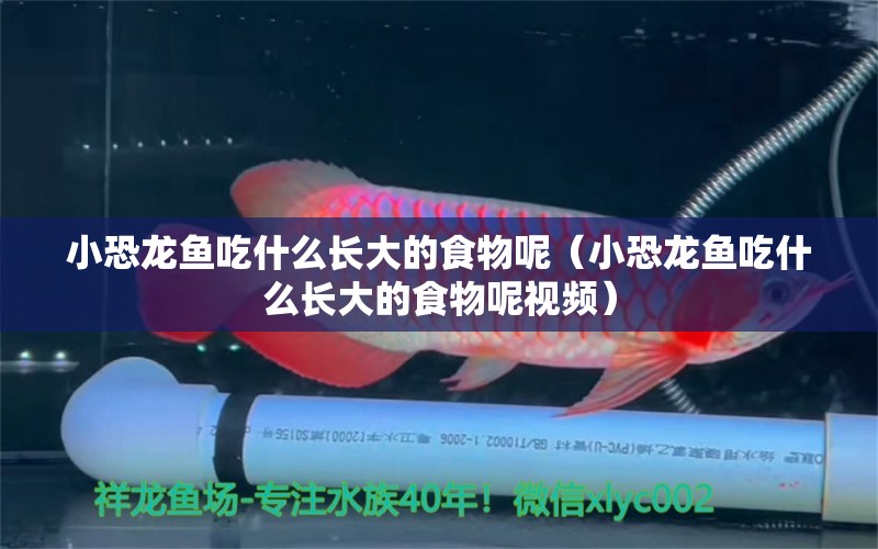 小恐龍魚吃什么長大的食物呢（小恐龍魚吃什么長大的食物呢視頻） 祥龍水族醫(yī)院