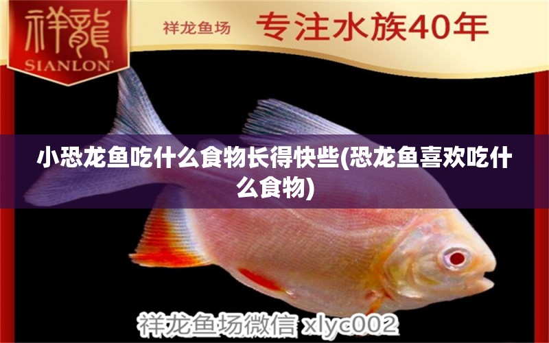 小恐龍魚吃什么食物長得快些(恐龍魚喜歡吃什么食物) 野生地圖魚 第1張