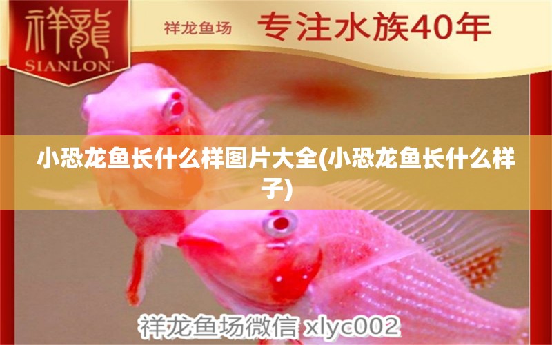 小恐龍魚長什么樣圖片大全(小恐龍魚長什么樣子) 廣州水族器材濾材批發(fā)市場