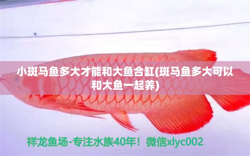 小斑馬魚多大才能和大魚合缸(斑馬魚多大可以和大魚一起養(yǎng)) 星點金龍魚