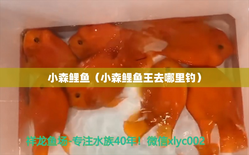 小森鯉魚（小森鯉魚王去哪里釣）