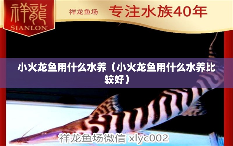 小火龍魚用什么水養(yǎng)（小火龍魚用什么水養(yǎng)比較好） 廣州龍魚批發(fā)市場