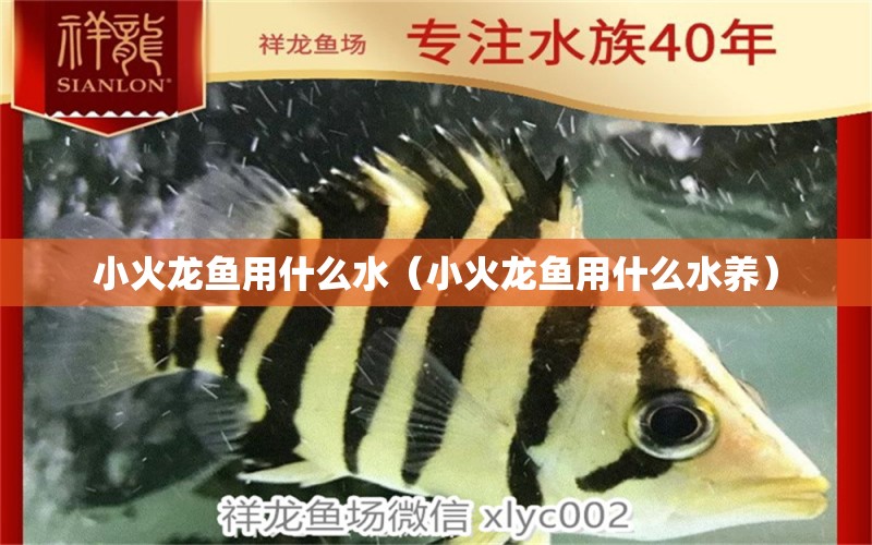 小火龍魚用什么水（小火龍魚用什么水養(yǎng)） 廣州龍魚批發(fā)市場(chǎng)