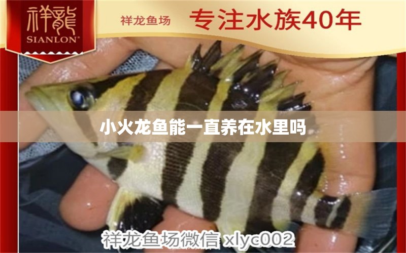 小火龍魚能一直養(yǎng)在水里嗎 大白鯊魚