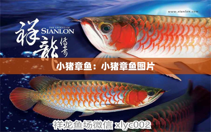 小豬章魚：小豬章魚圖片