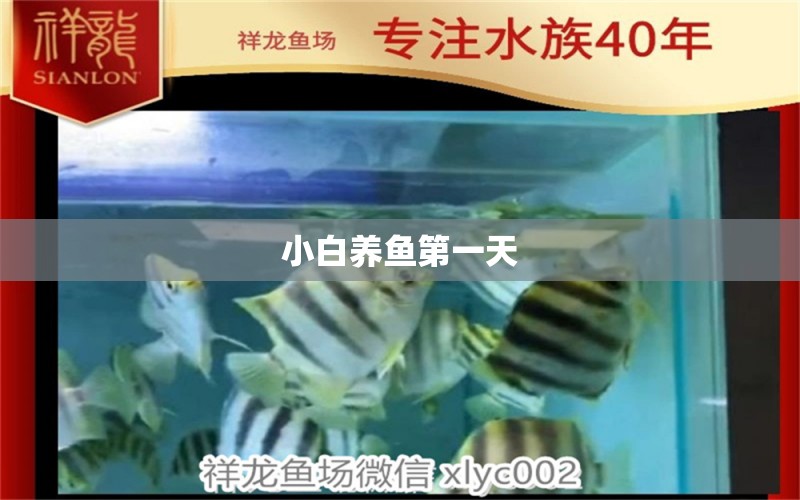 小白養(yǎng)魚第一天 觀賞魚論壇 第3張