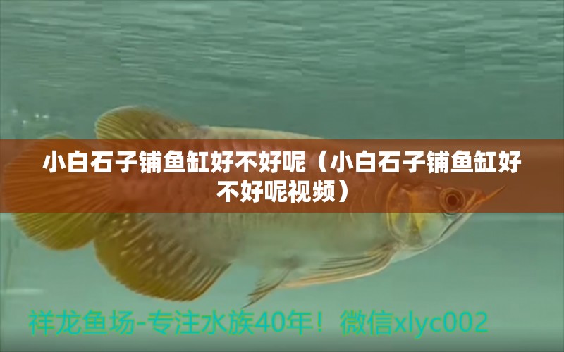 小白石子鋪魚缸好不好呢（小白石子鋪魚缸好不好呢視頻） 元寶鯽