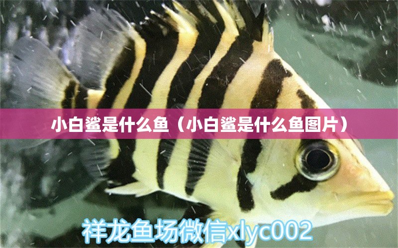 小白鯊是什么魚（小白鯊是什么魚圖片） 祥龍水族醫(yī)院