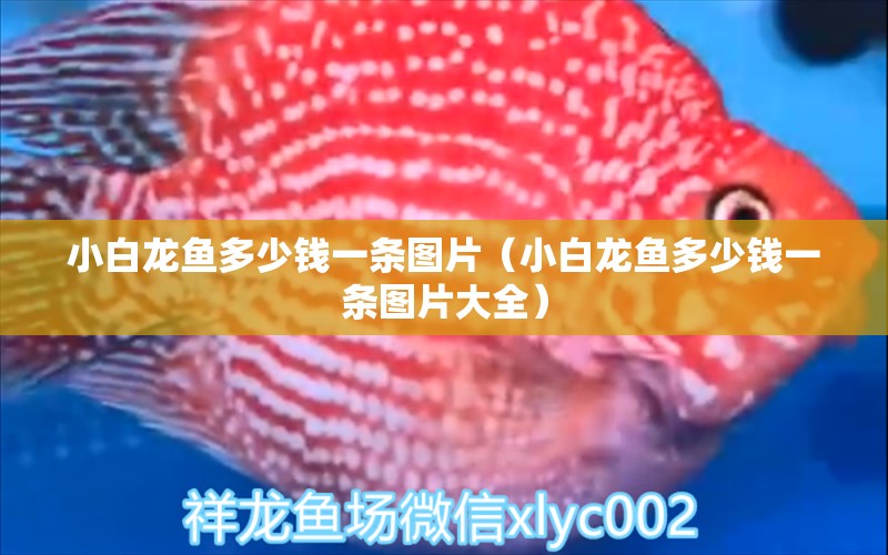 小白龍魚(yú)多少錢(qián)一條圖片（小白龍魚(yú)多少錢(qián)一條圖片大全）