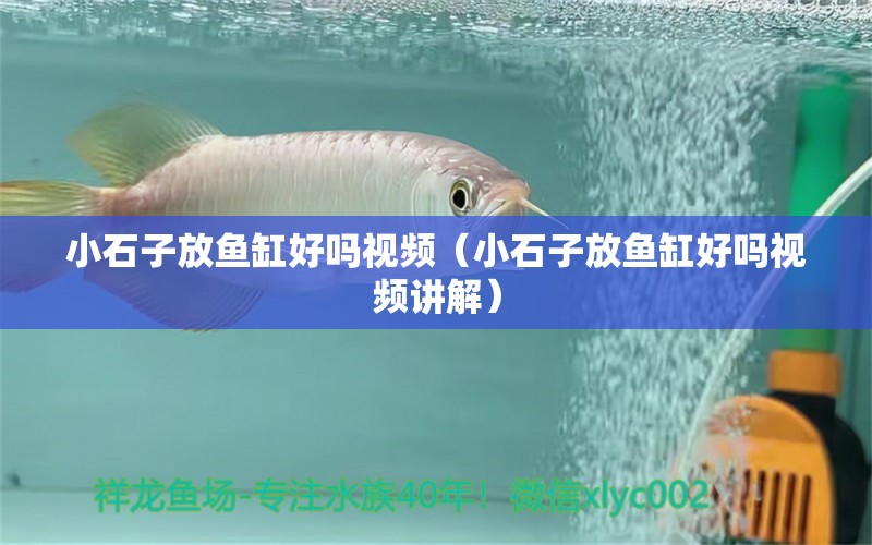 小石子放魚缸好嗎視頻（小石子放魚缸好嗎視頻講解） 其他品牌魚缸