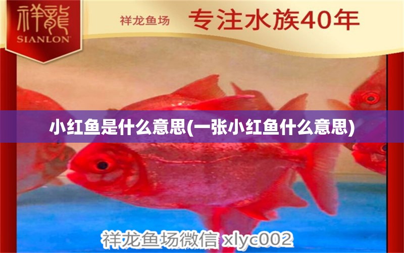 小紅魚是什么意思(一張小紅魚什么意思) 錦鯉池魚池建設