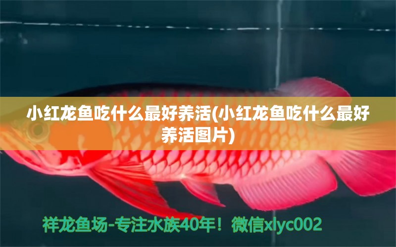 小紅龍魚吃什么最好養(yǎng)活(小紅龍魚吃什么最好養(yǎng)活圖片) 養(yǎng)魚的好處