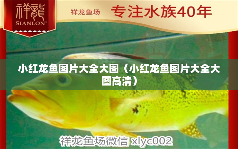 小紅龍魚圖片大全大圖（小紅龍魚圖片大全大圖高清） 廣州龍魚批發(fā)市場