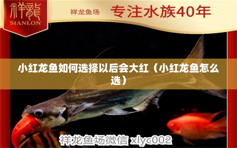 小紅龍魚(yú)如何選擇以后會(huì)大紅（小紅龍魚(yú)怎么選） 廣州龍魚(yú)批發(fā)市場(chǎng)