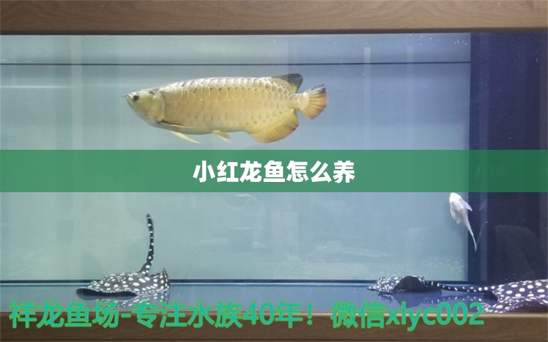 小紅龍魚怎么養(yǎng)