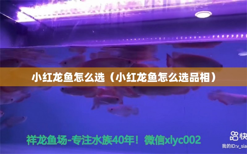 小紅龍魚(yú)怎么選（小紅龍魚(yú)怎么選品相） 印尼紅龍魚(yú)