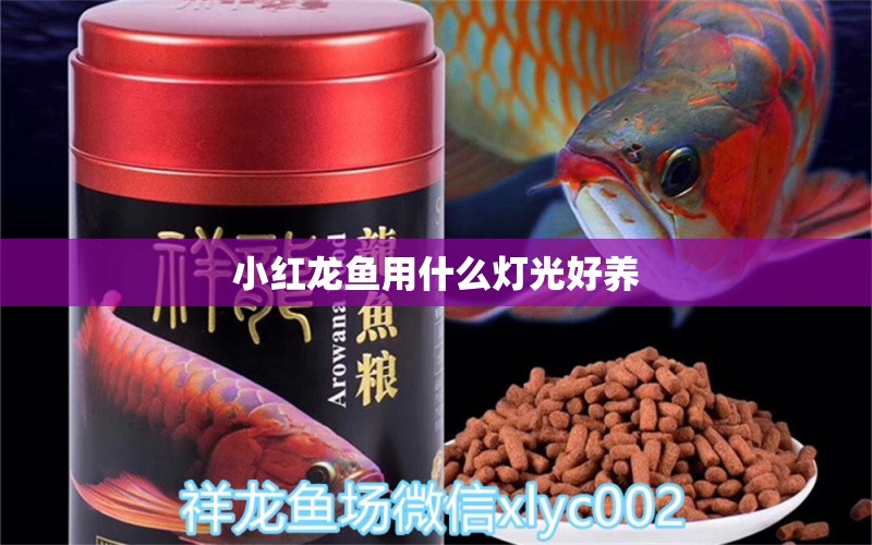 小紅龍魚(yú)用什么燈光好養(yǎng)