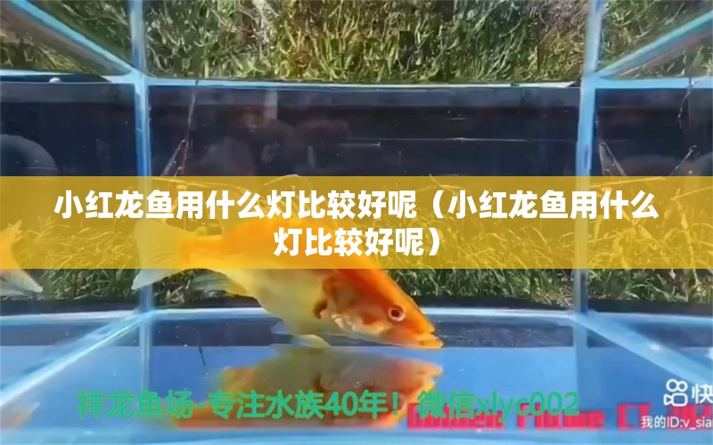 小紅龍魚用什么燈比較好呢（小紅龍魚用什么燈比較好呢） 綠皮皇冠豹魚