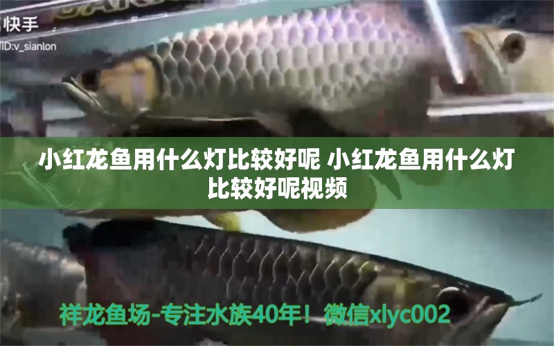 小紅龍魚用什么燈比較好呢 小紅龍魚用什么燈比較好呢視頻