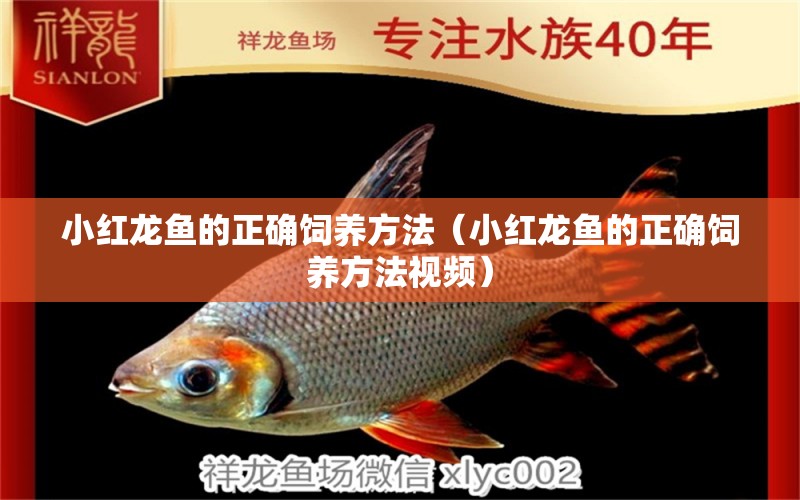 小紅龍魚的正確飼養(yǎng)方法（小紅龍魚的正確飼養(yǎng)方法視頻）