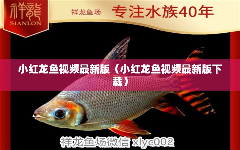 小紅龍魚(yú)視頻最新版（小紅龍魚(yú)視頻最新版下載） 廣州龍魚(yú)批發(fā)市場(chǎng)