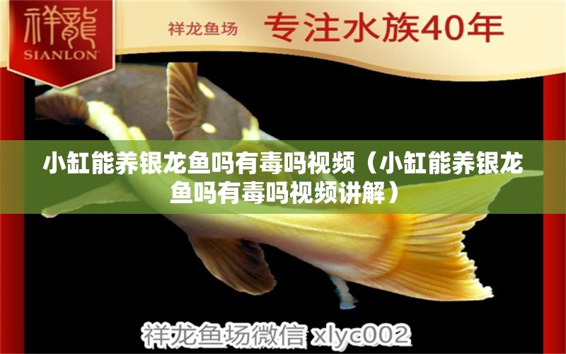 小缸能養(yǎng)銀龍魚嗎有毒嗎視頻（小缸能養(yǎng)銀龍魚嗎有毒嗎視頻講解） 銀龍魚