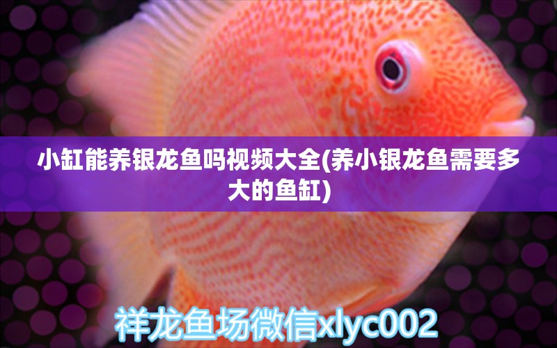 小缸能養(yǎng)銀龍魚嗎視頻大全(養(yǎng)小銀龍魚需要多大的魚缸) 銀龍魚