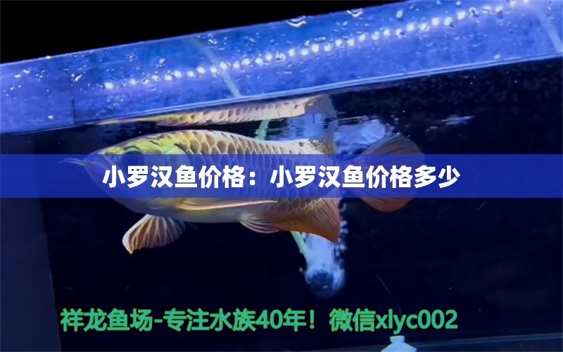 小羅漢魚(yú)價(jià)格：小羅漢魚(yú)價(jià)格多少