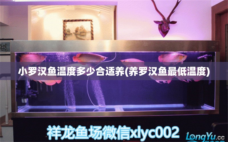 小羅漢魚溫度多少合適養(yǎng)(養(yǎng)羅漢魚最低溫度)