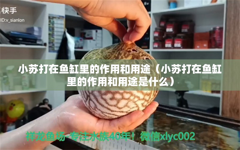 小蘇打在魚(yú)缸里的作用和用途（小蘇打在魚(yú)缸里的作用和用途是什么） 祥龍水族醫(yī)院