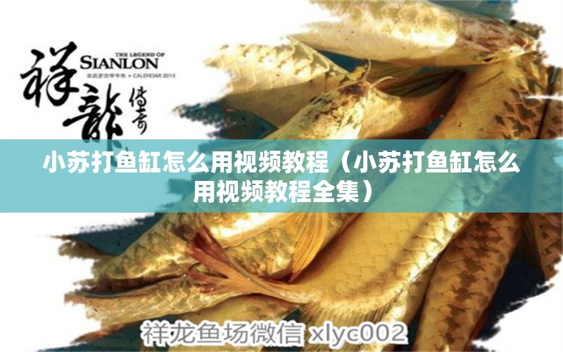 小蘇打魚(yú)缸怎么用視頻教程（小蘇打魚(yú)缸怎么用視頻教程全集） 黃金斑馬魚(yú) 第1張