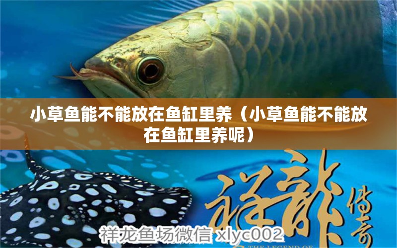 小草魚能不能放在魚缸里養(yǎng)（小草魚能不能放在魚缸里養(yǎng)呢） 大嘴鯨魚