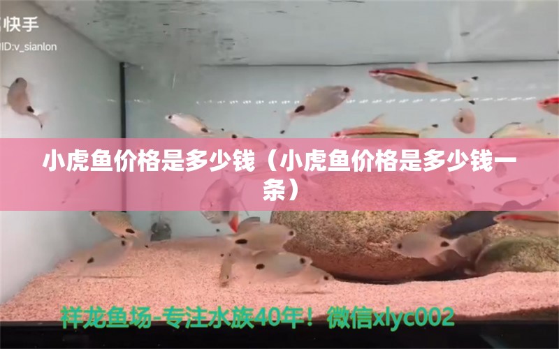 小虎魚價(jià)格是多少錢（小虎魚價(jià)格是多少錢一條） 虎魚百科