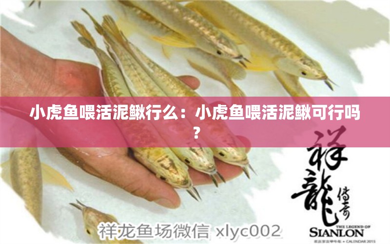 小虎魚喂活泥鰍行么：小虎魚喂活泥鰍可行嗎？ 虎魚百科 第2張