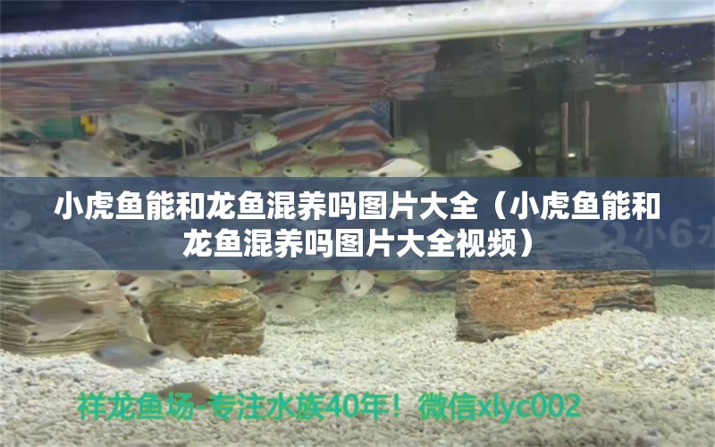 小虎魚能和龍魚混養(yǎng)嗎圖片大全（小虎魚能和龍魚混養(yǎng)嗎圖片大全視頻）