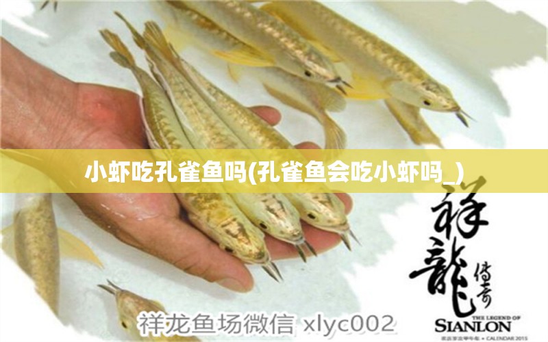 小蝦吃孔雀魚(yú)嗎(孔雀魚(yú)會(huì)吃小蝦嗎_) 九鼎魚(yú)缸