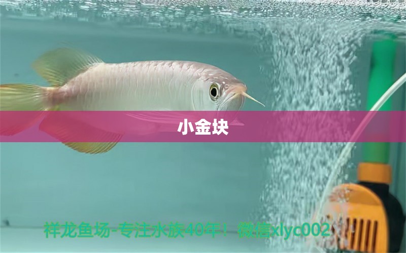 小金塊 水族雜談